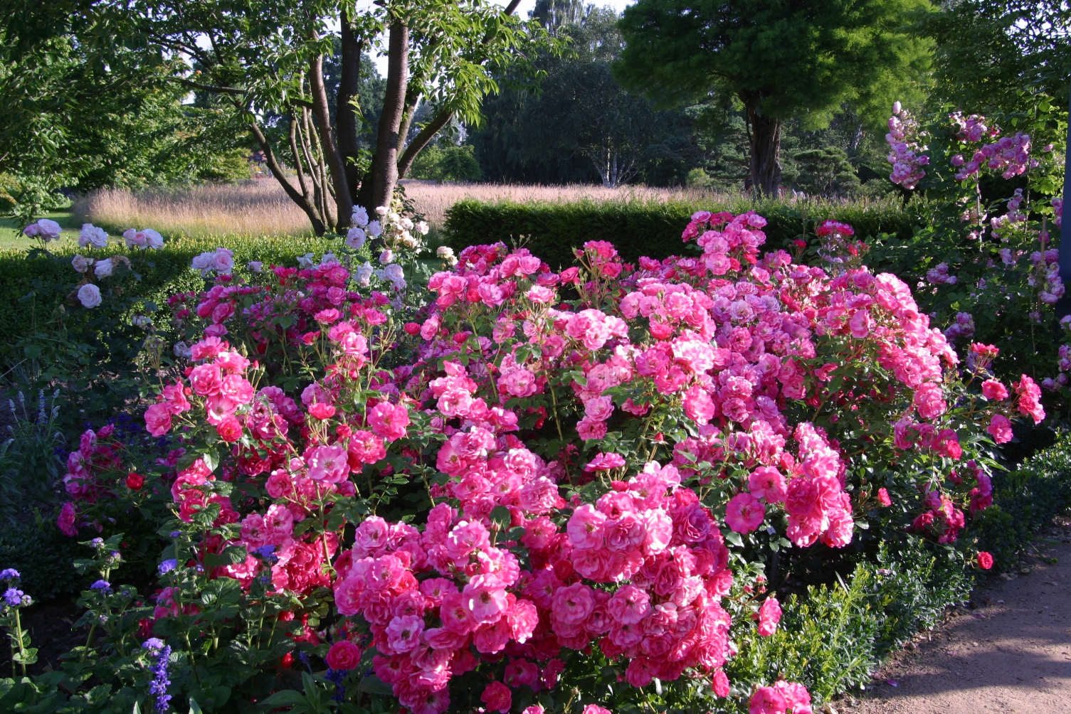 Rosa rugosa 'Urban Streetlight Pink Emely'